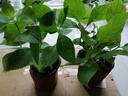 绣球花苗无尽夏带花苞四季开花绣球花盆栽庭院好养花卉植物室内花 妖精之吻【大花绣球-可调色】 中苗【当年开花】原盆宽15cm高30cm冠25cm 实拍图