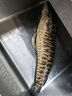 达亿瓦（DAIWA）一击 轻量鲤鱼鲫鱼草鱼罗非 进口鱼竿手杆 轻硬挺 休闲台钓 一击F 39.K（综合） 实拍图