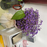 爱满（AIMAN）云南直发干花花束真花家居摆设装饰小清新客厅办公室摆件风干花束 紫色满天星 不带花瓶 实拍图