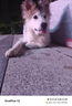 萌宠兄弟宠物草本湿巾猫咪狗狗除螨除跳蚤虱子擦泪痕手脚清洁消毒杀菌80抽 实拍图
