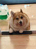 疯狂小狗狗粮牛肉海藻10kg中大小型犬幼犬成犬比熊金毛宠物通用犬粮 实拍图