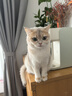 卫仕 猫多维约240片*2 定制款 猫用复合维生素片维生素b美毛 实拍图