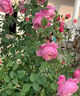 蔷薇花苗爬藤植物藤本月季四季花卉特大浓香型玫瑰盆栽庭院阳台 小女孩【四季中花多头】不含盆; 高约1.3-1.6m 精选大苗 实拍图