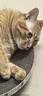 皇家成猫 室内长毛猫 ILH35 通用粮 1-7岁 4.5KG 实拍图