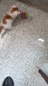 HOUYA猫玩具8件套宠物玩具猫薄荷球自嗨解闷逗猫棒激光笔猫咪玩具 实拍图