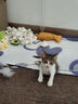 KONOKO可诺可宠物免洗手套幼犬干洗擦全身猫咪清洁狗狗洗澡除臭湿纸巾 实拍图