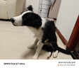 麦富迪狗粮 barf霸弗天然狗粮奶糕幼犬粮冻干粮温和养护肠胃牛肉2kg 实拍图