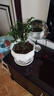 御春阁小叶紫檀树苗黑骨茶室内阳台盆栽花卉绿植耐寒四季常青微景观桩形 大号粗2公分双叉高20厘米左右 实拍图