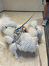 多格漫DoggyMan狗零食 名仕系列宠物鸡肉生牛皮卷39根/240g磨牙棒 短款 实拍图