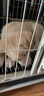 疯狂小狗 宠物狗狗零食火腿肠幼犬成犬通用奖励香肠  肉多多鸡肉味 900g 实拍图