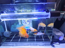 鱼多趣 兰寿金鱼饲料320g  鱼食小颗粒下沉鱼粮观赏鱼沉底锦鲤专用粮  实拍图