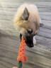汪爸爸鲜肉无谷犬粮泰迪柯基比熊金毛小型犬中大型犬全价幼犬通用型狗粮 鲜肉幼犬粮4kg【囤货装】 12月以下 实拍图