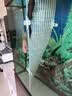 庐播鱼缸过滤网隔离板水族鱼缸底部网隔板格子板鱼缸底滤板吸盘防跳网 可裁剪【30cm*15cm】2片/含夹子 实拍图