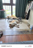 多特思（DOTUS）猫罐头主食全价成长幼猫奶糕羊奶鸡肉罐头浓汤湿猫粮猫饭60g*6罐 实拍图