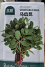 北蔬 马齿苋种子种苗食用野菜野生长寿菜盆栽蔬菜种籽 马齿苋种子5g 实拍图