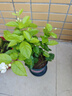 开时果 茉莉花盆栽浓香型 桌面绿植物阳台花卉树苗盆景摆件源头直发包邮 精品茉莉花3-6株【加仑盆】 实拍图