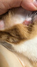 LEGENDSANDY蓝氏乳鸽猫粮幼猫成猫猫零食主食猫条餐包猫咪尝鲜大礼包246g 实拍图