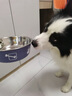 憨憨乐园狗碗大型犬水盆狗盆不锈钢碗宠物食盆中型犬喝水狗狗食碗猫碗饭盆 实拍图