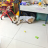 冇宠狗狗生理裤母狗女狗卫生裤防骚扰小型犬泰迪月经裤可以替换姨妈巾 粉色煎蛋（单件） L号（建议13-20斤内宠物） 实拍图