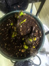 嫁接多色月季花苗卉老桩老根四季开花绿植玫瑰花苗室内盆栽大花 月季花苗/颜色随机 3棵 实拍图