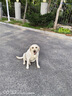 澳宝成犬狗粮工作犬训练狗粮全价成犬粮 2.5kg 实拍图