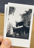 INSTAX富士拍立得 mini相纸 黑白10张(适用mini7+/9/11/40/90/LiPlay/EVO/hellokitty/Link2) 实拍图