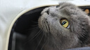 獒少保猫包外出大号猫背包宠物背包太空舱透气便携包双肩包猫咪狗狗用品 升级多功能双肩包蓝色建议20斤内 实拍图
