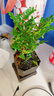 佰花锦清香胡椒木盆栽室内外驱蚊草植物好养绿植九里香花卉四季常青盆景 【送方底座】清香胡椒木+四方舍得盆+黑沙 整体高度20-25cm 实拍图