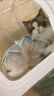 欢宠网宠物猫咪绝育服猫手术服母猫衣服断奶术后恢复幼小猫猫透气防舔衣 实拍图