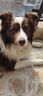 雷米高（RAMICAL）澳宝 成犬专用狗粮工作犬训练基地专用狗粮成犬粮 全价成犬粮500g 实拍图