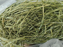 喜帅 精品烘干提摩西草500g 提草荷兰猪龙猫兔子磨牙牧草饲料兔草主粮 实拍图