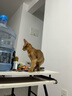 licheers剑麻猫抓板耐磨不掉屑耐抓猫爪板猫窝一体猫咪磨爪板超大号 实拍图