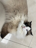 爱立方冻干鸡脖鸡肉猫零食磨牙棒成猫幼猫去牙结石40g 实拍图