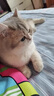 味当家猫零食猫条猫罐头补水汤包成幼猫咪零食鱼籽奶昔80g*10包猫饭奶糕 实拍图