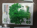 蔬菜种子四季播盆栽阳台庭院香菜生菜菠菜萝卜葱简单易种籽孑大全 四季大叶香菜约1000粒 实拍图