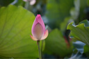 腾龙（Tamron）A071S 28-200mm F/2.8-5.6 Di III RXD大光圈远摄大变焦镜头 索尼全画幅微单镜头(索尼全幅E口) 实拍图