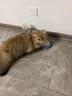 果饭儿系列三文鱼猫罐头80g*48罐（汤汁型）猫咪零食猫湿粮 实拍图
