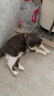 Orijen渴望猫粮 成猫幼猫干粮 全价通用无谷原味鸡肉进口1.8kg效期26/1 实拍图