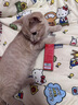 USPET费洛蒙猫咪外出防应激情绪舒缓剂安抚情绪猫面部信息素飞诺萌喷雾 实拍图