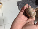 京觅  河南新干蒜大蒜头 净重1斤 新鲜蔬菜生鲜调味料蒜瓣 源头直发 实拍图