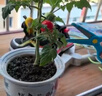 寿禾 蔬菜苗活苗带土发货大全菜苗种苗春夏各种秧苗山东寿光苗子阳台 甜心8号番茄苗 6棵 实拍图