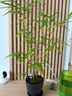 京东京造 经典荞荞枕 100%荞麦壳填充透气高度可调花草枕头枕芯单只装 实拍图