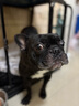 麦富迪狗粮 无谷牛肉双拼狗粮成犬小型犬比熊贵宾缓解泪痕 10kg/20斤 实拍图
