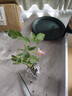 清韵伊人 月季花树苗爬藤当年开花月季花苗特大花盆栽地载庭院蔷薇 风暴【不爬藤】 实拍图