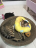 疯狂的主人 猫抓板窝特大号猫玩具猫爪板猫抓盆不掉屑猫窝碗形圆形瓦楞纸 实拍图