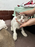 唯特医生猫咪狗狗洗耳液宠物耳螨滴耳液清洗液消炎药氟苯尼考甲硝唑20ml 实拍图