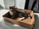 网易严选宠物主粮幼猫成猫全价猫粮 深海鱼虾口味1.8kg*4袋 实拍图