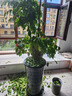 叹为观止大型植物发财树各种大颗盆栽开业乔迁客厅办公室内好养大型花卉 三层幸福树【1.5-1.7米】 不含盆 实拍图