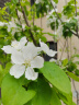 福东海 红豆薏米茯苓芡实茶【买2发3】薏苡仁大麦橘皮茶栀子养生茶叶 实拍图