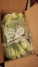 皓谦上海青小油菜新鲜蔬菜小青菜绿叶菜小白菜 农家自种蔬菜类小青菜 3斤 实拍图